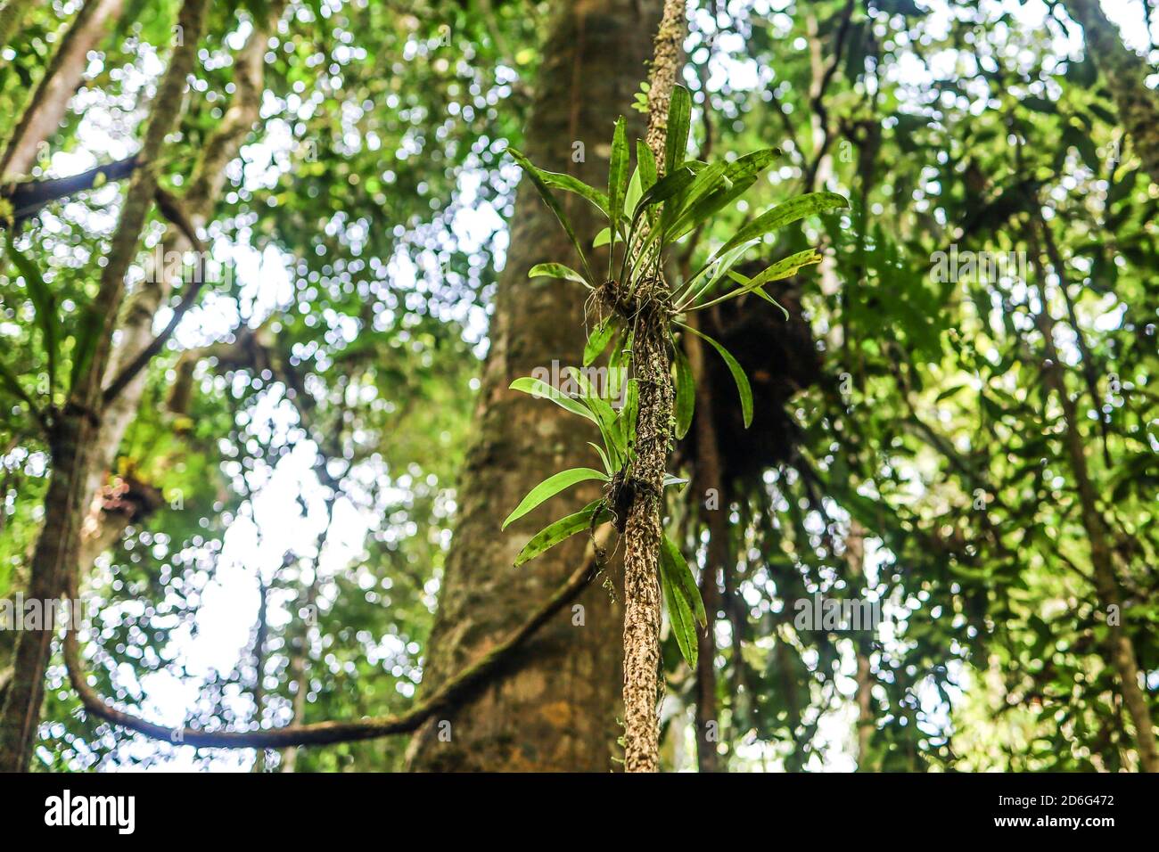 La giungla felci che crescono su una vite in una foresta pluviale tropicale Foto Stock