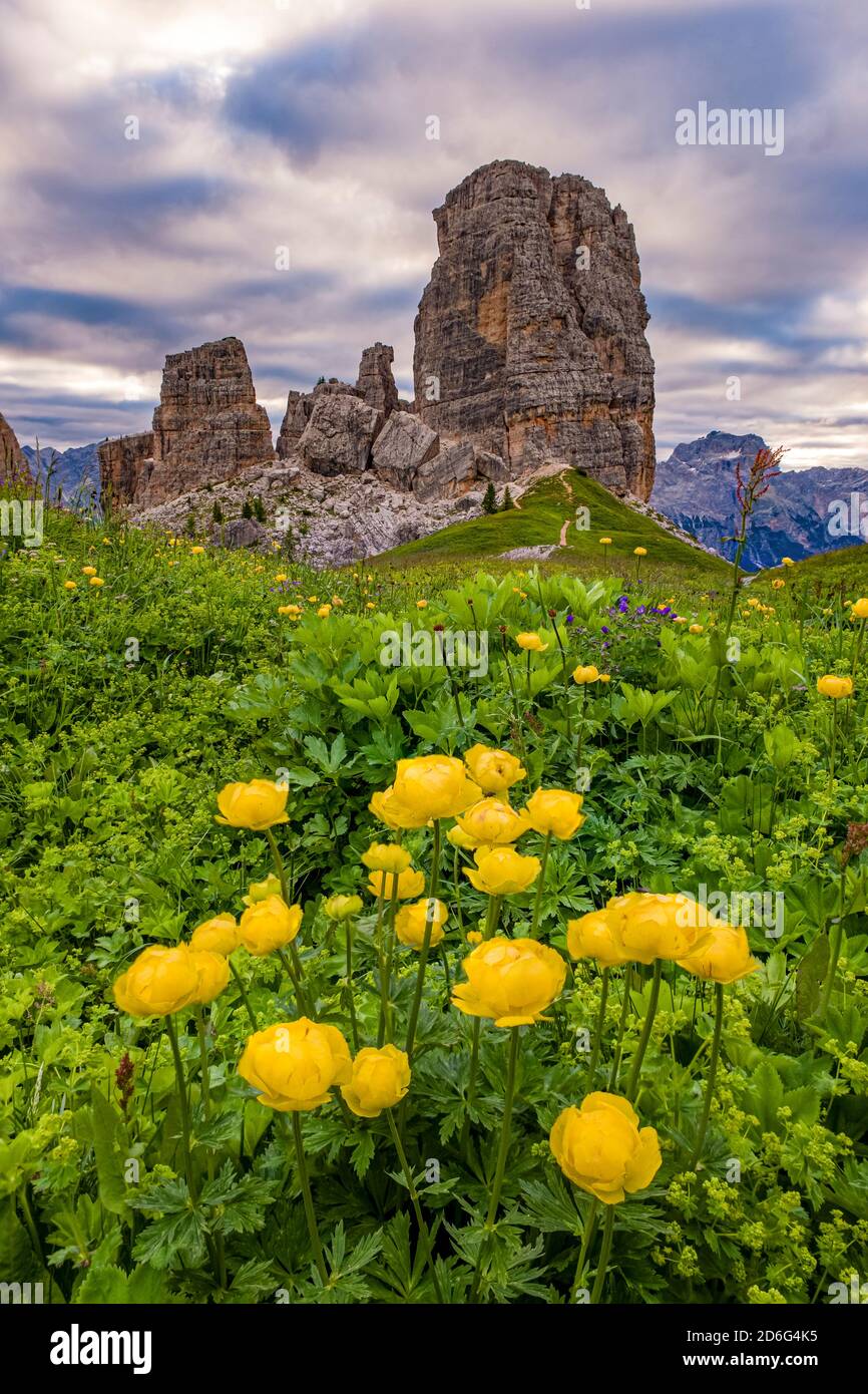 La formazione rocciosa delle cinque Torri, cinque Torri di Averau, circondata da fiori gialli in fiore. Foto Stock