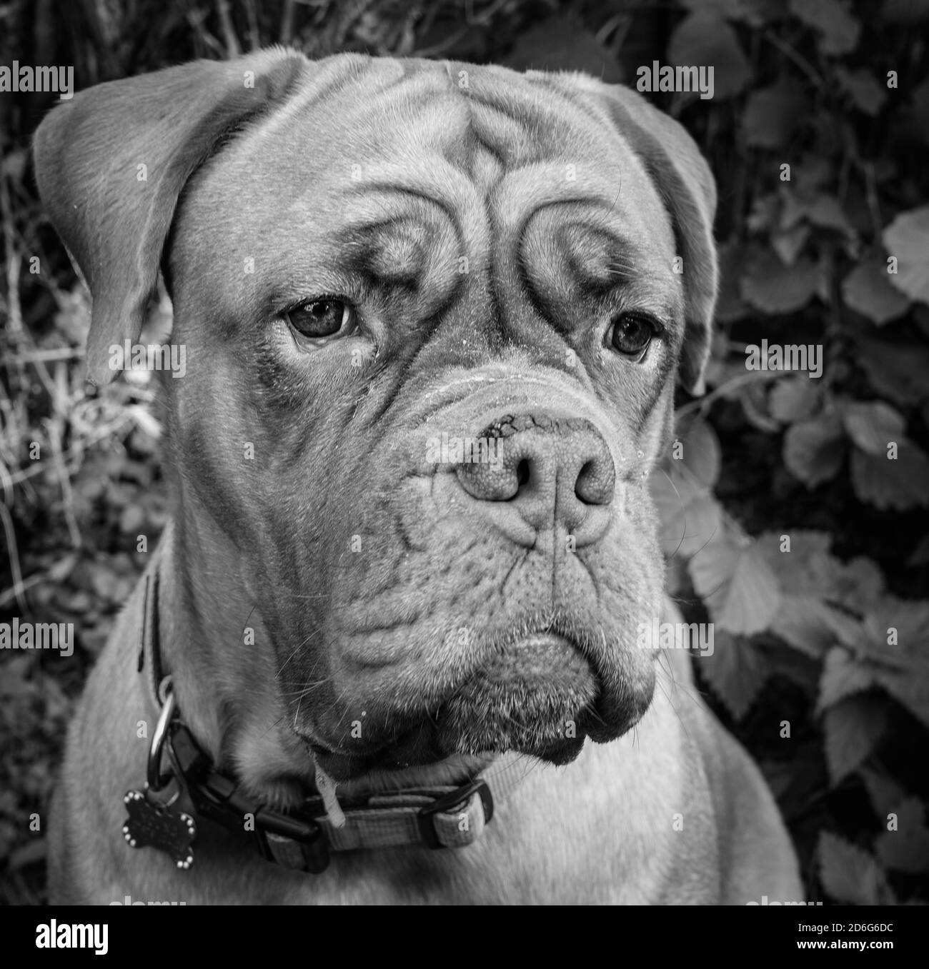 Mastice francese bianco e nero Foto Stock