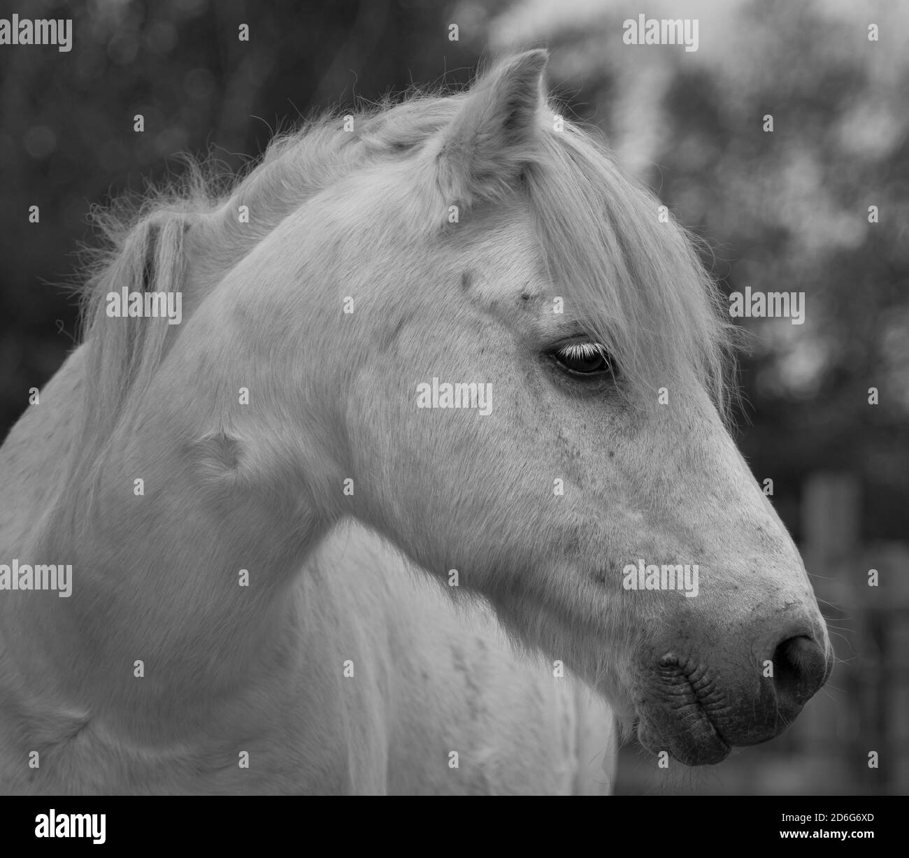 immagine in bianco e nero di testa e collo di pony Foto Stock