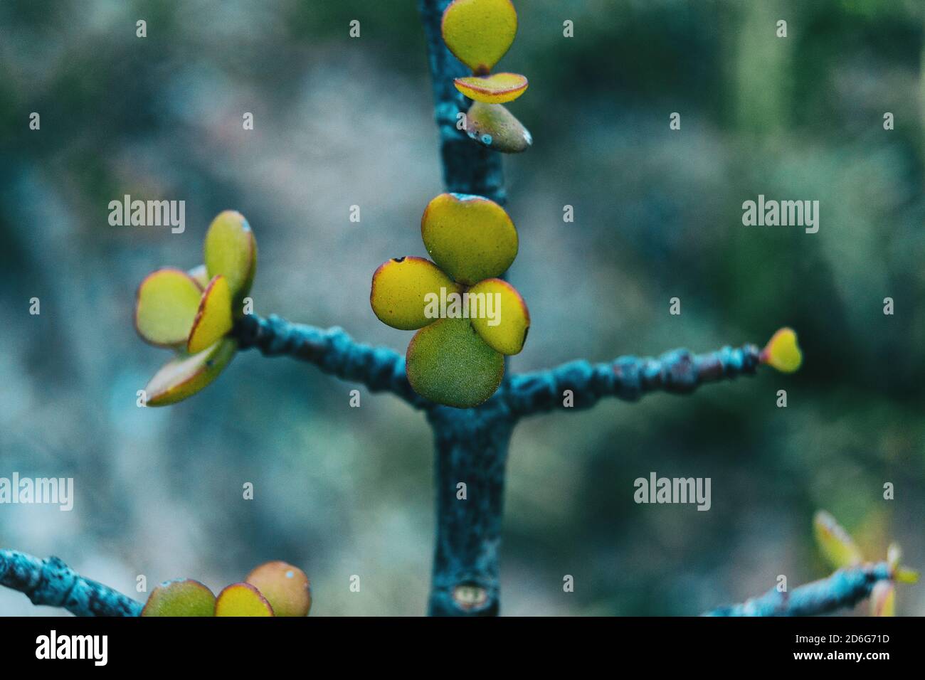 Primo piano di quattro foglie succulente verdi di portulacaria afra uno stelo Foto Stock