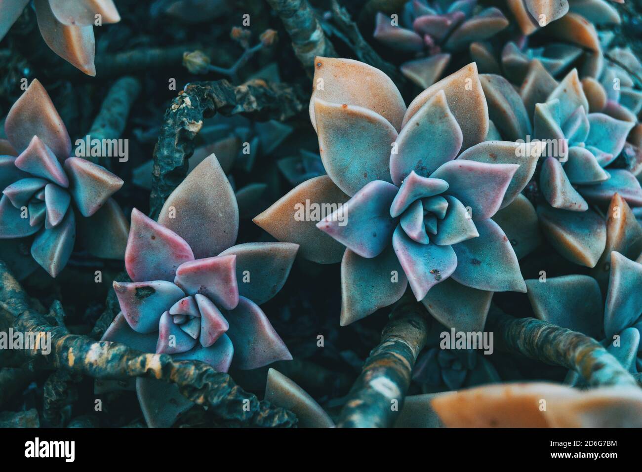 Primo piano di un paio di fiori carnosi di grappotetalum paraguayense nella natura Foto Stock