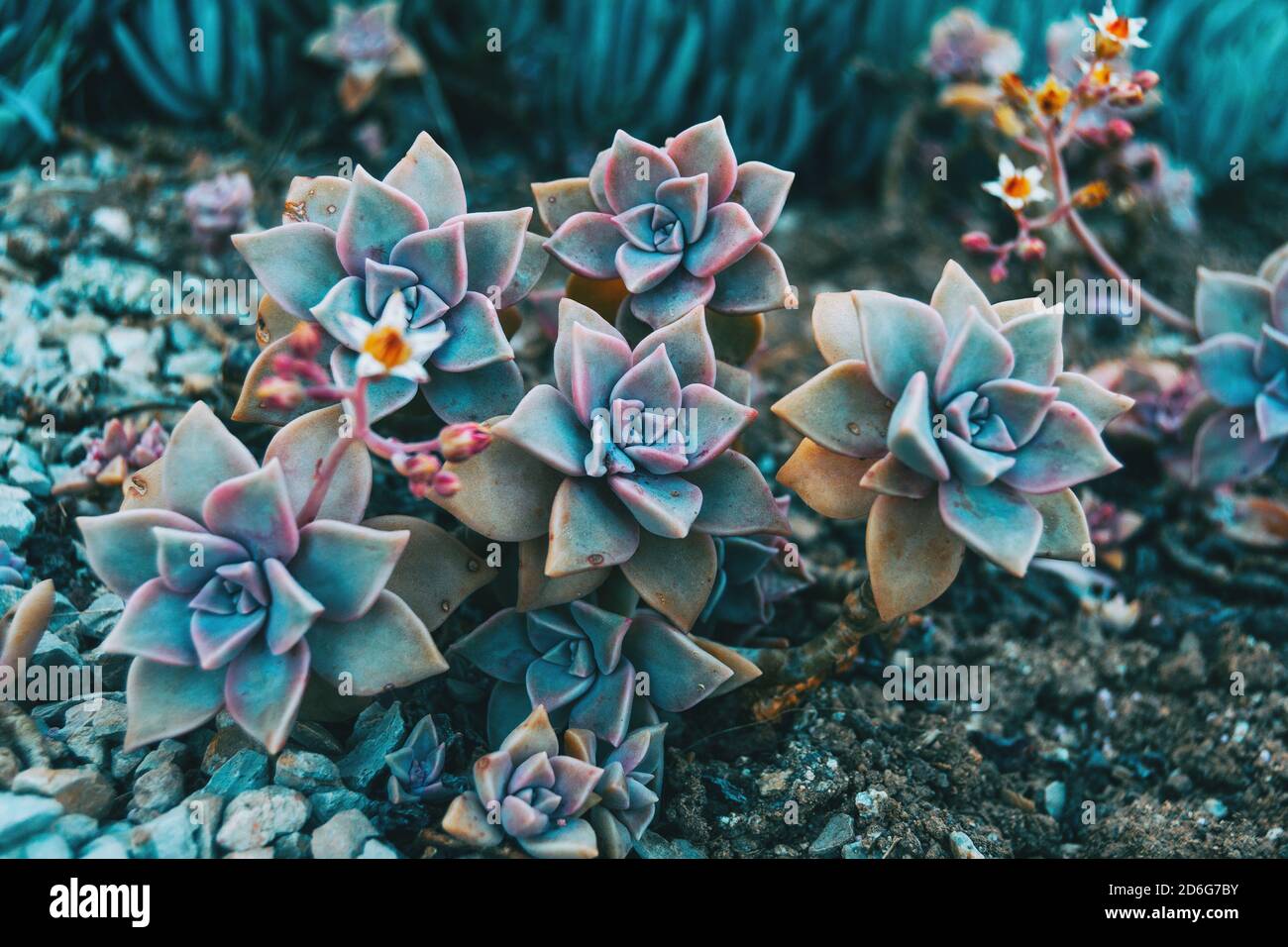 Primo piano di alcuni fiori di paraguayense grappotetalum che crescono a terra in natura Foto Stock