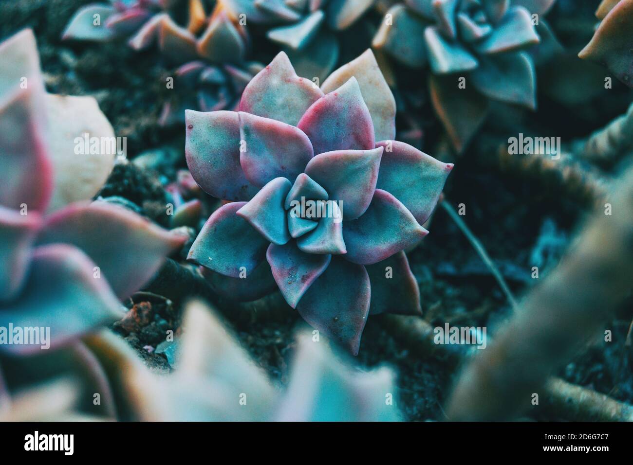 Primo piano di un fiore carnoso di grappotetalum paraguayense a terra livello centrato nell'immagine Foto Stock