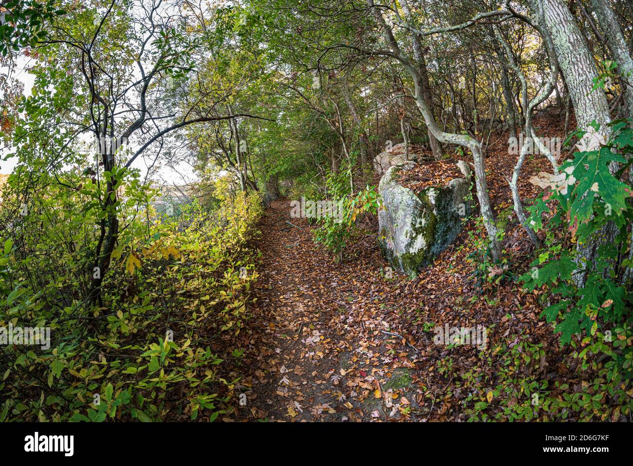 Fisheye super grandangolo vista del percorso escursionistico attraverso i boschi in autunno, Rocky Neck state Park, Niantic, East Lyme, Connecticut, autunno, ottobre 2020 Foto Stock