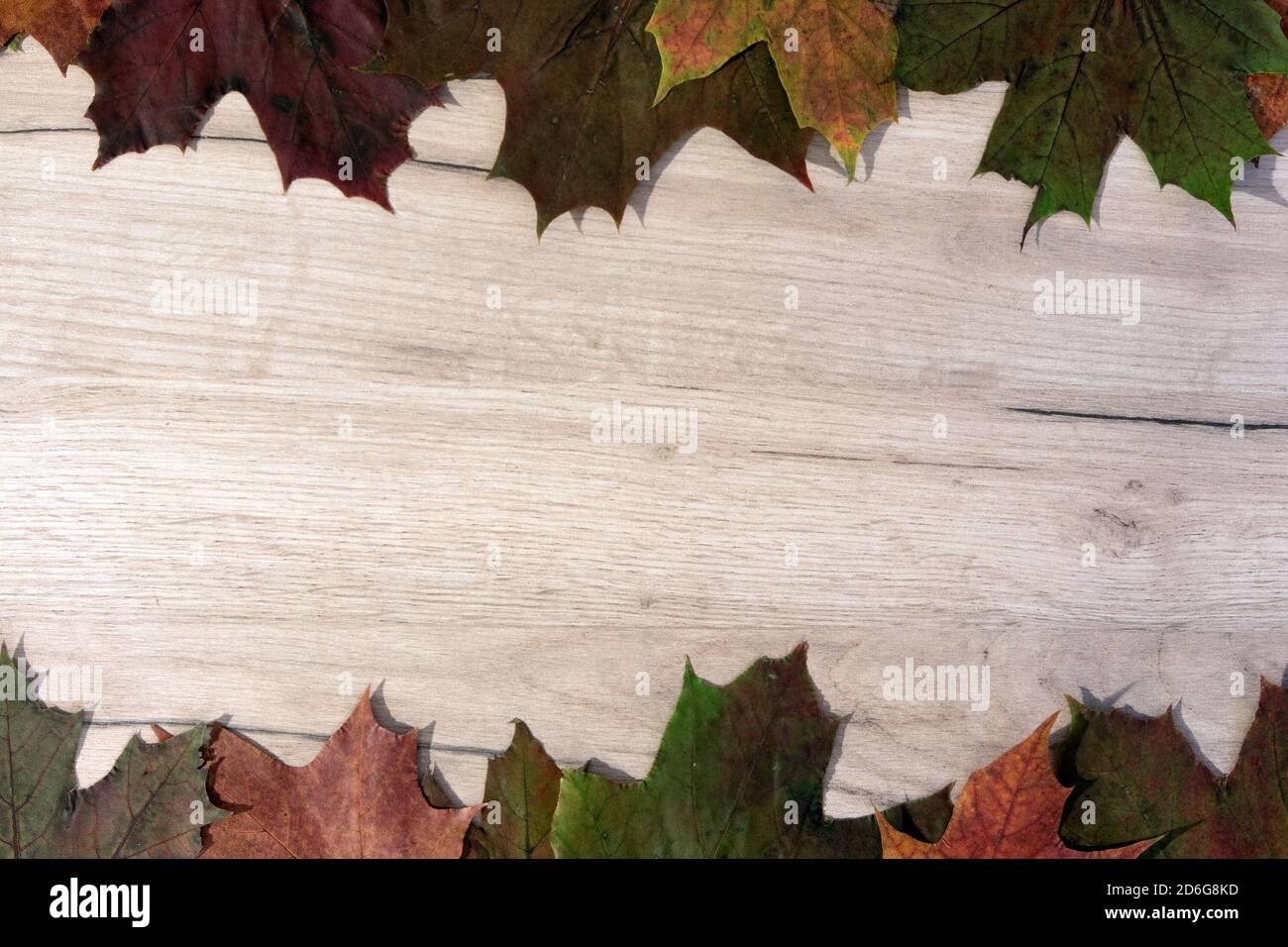 Cornice autunnale di foglie d'acero caduto giacente su una tavola di legno, modello designer con spazio per il testo Foto Stock