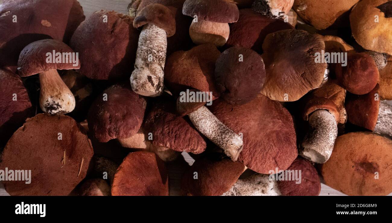 Un mucchio di nobili funghi boschivi boletus e berretto rosso boletus, vista dall'alto Foto Stock