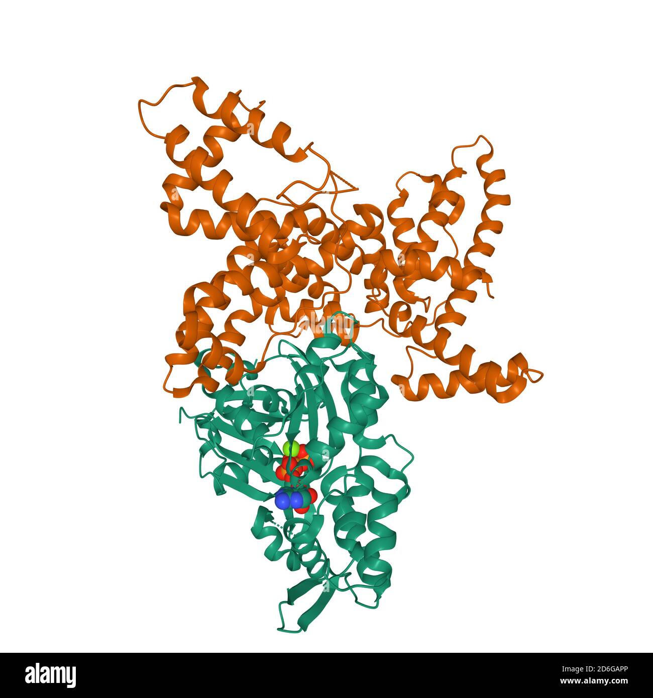 Struttura della vitamina D umana - proteina legante (marrone) in complesso con actina scheletrica (verde) e molecola ATP, modello di cartone animato 3D, sfondo bianco Foto Stock