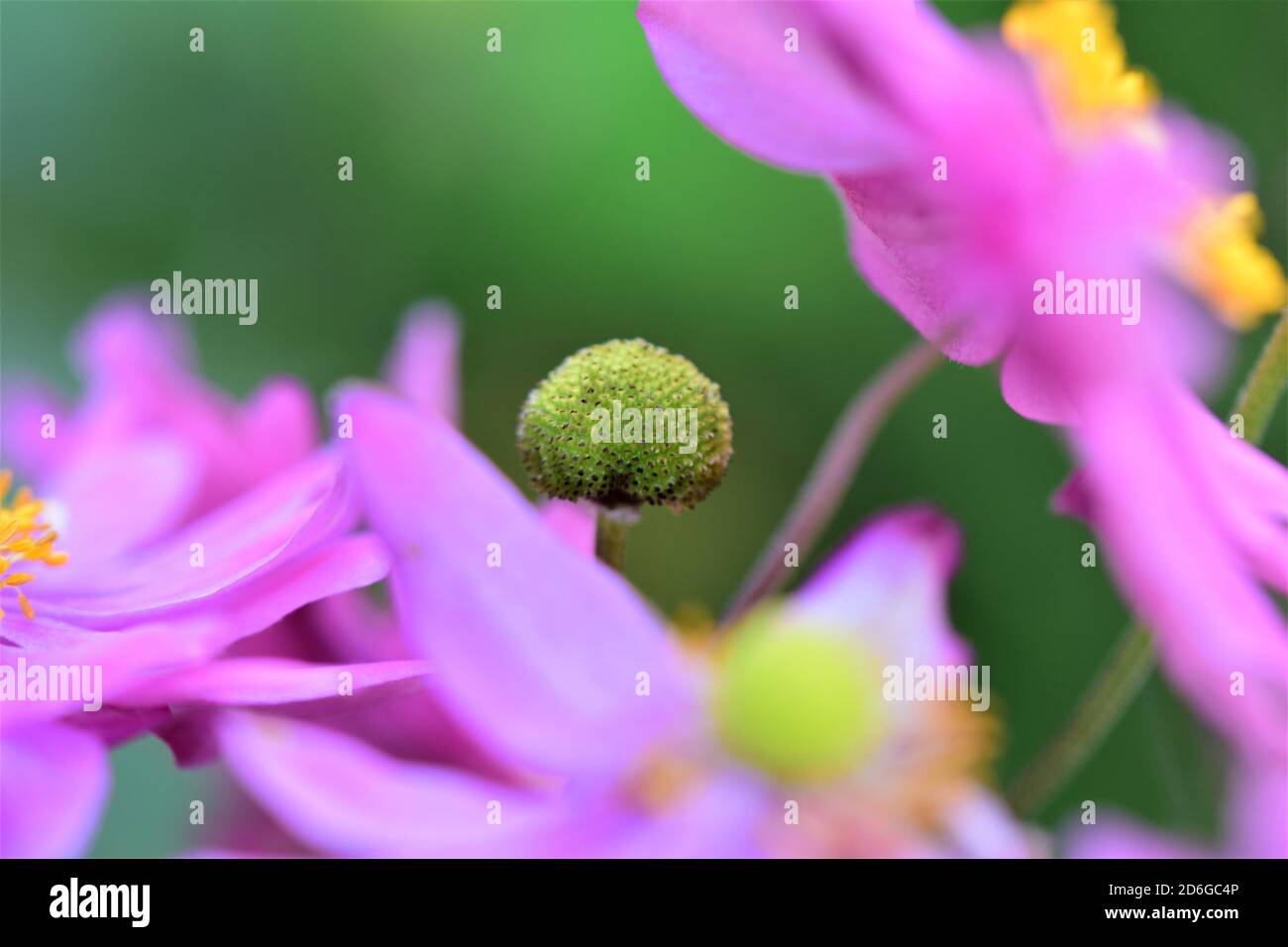 Primo piano del pistil di un anemone d'autunno nel mezzo un po' di fiore sfocato Foto Stock