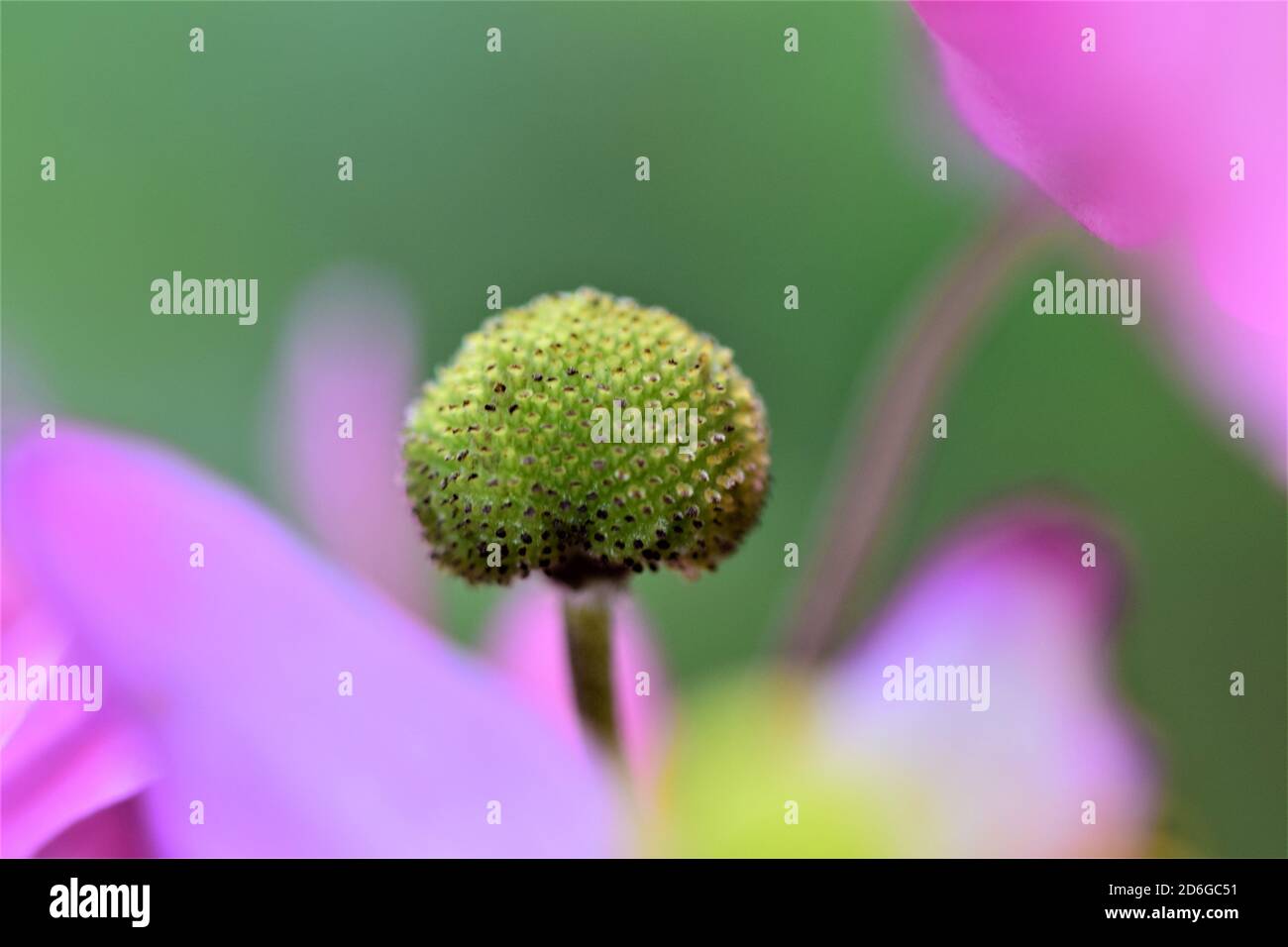 Primo piano del pistil di un anemone d'autunno nel mezzo un po' di fiore sfocato Foto Stock