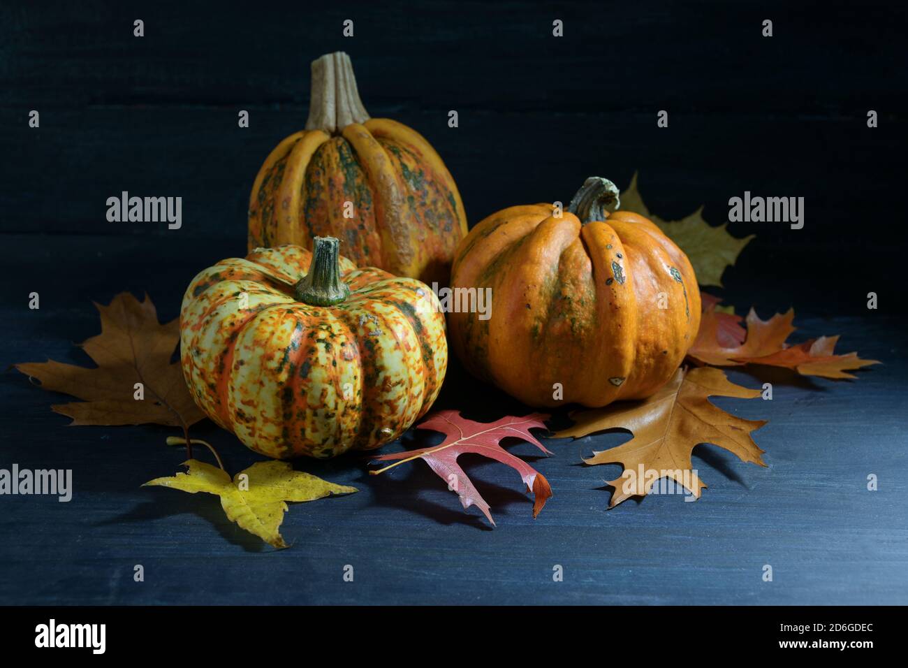 Zucche o squash di cibo e foglie di autunno colorate su sfondo di legno blu scuro, arrangiamento stagionale per Halloween e Ringraziamento, spazio di copia, Foto Stock