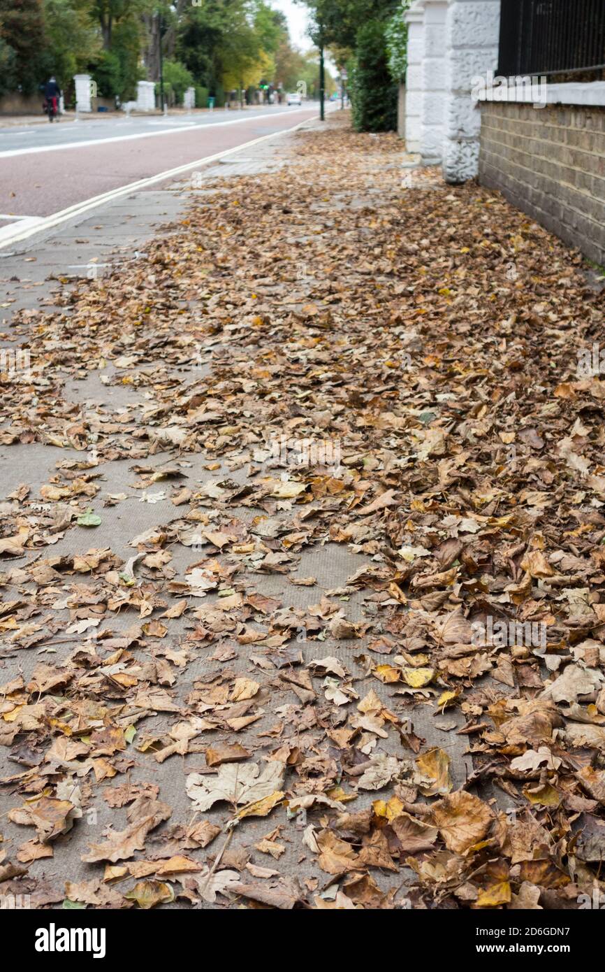 Autunno Sycamore foglia caduta su una strada a Londra, Regno Unito Foto Stock