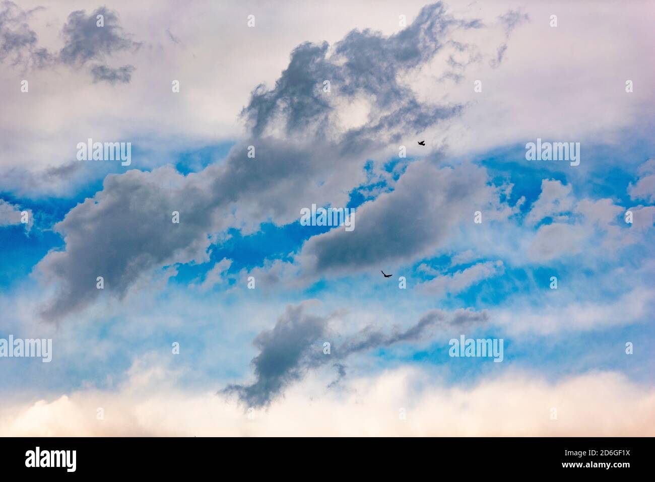 Uccelli in volo in un cielo nuvoloso, nuvoloso e tempestoso Foto Stock