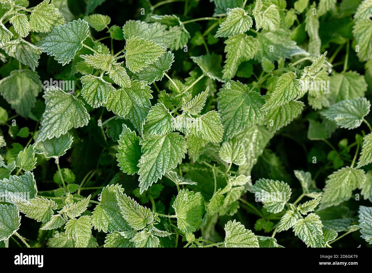 Erba verde, nettles nel gelo. Sfondo naturale. Foto di alta qualità Foto Stock