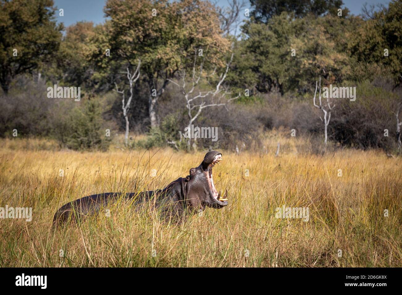 Ippopotamo adulto in piedi in erba alta con alberi nel Sfondo che brulicava con la sua bocca aperta nel fiume Khwai in Delta dell'Okavango in Botswana Foto Stock