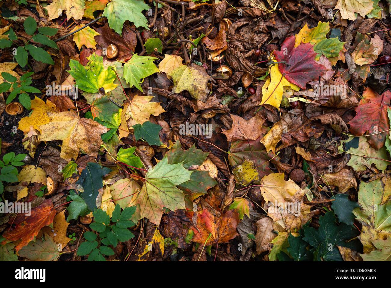 Sfondi autunnali, foglie sulla strada, rosso, giallo, verde. Foto Stock