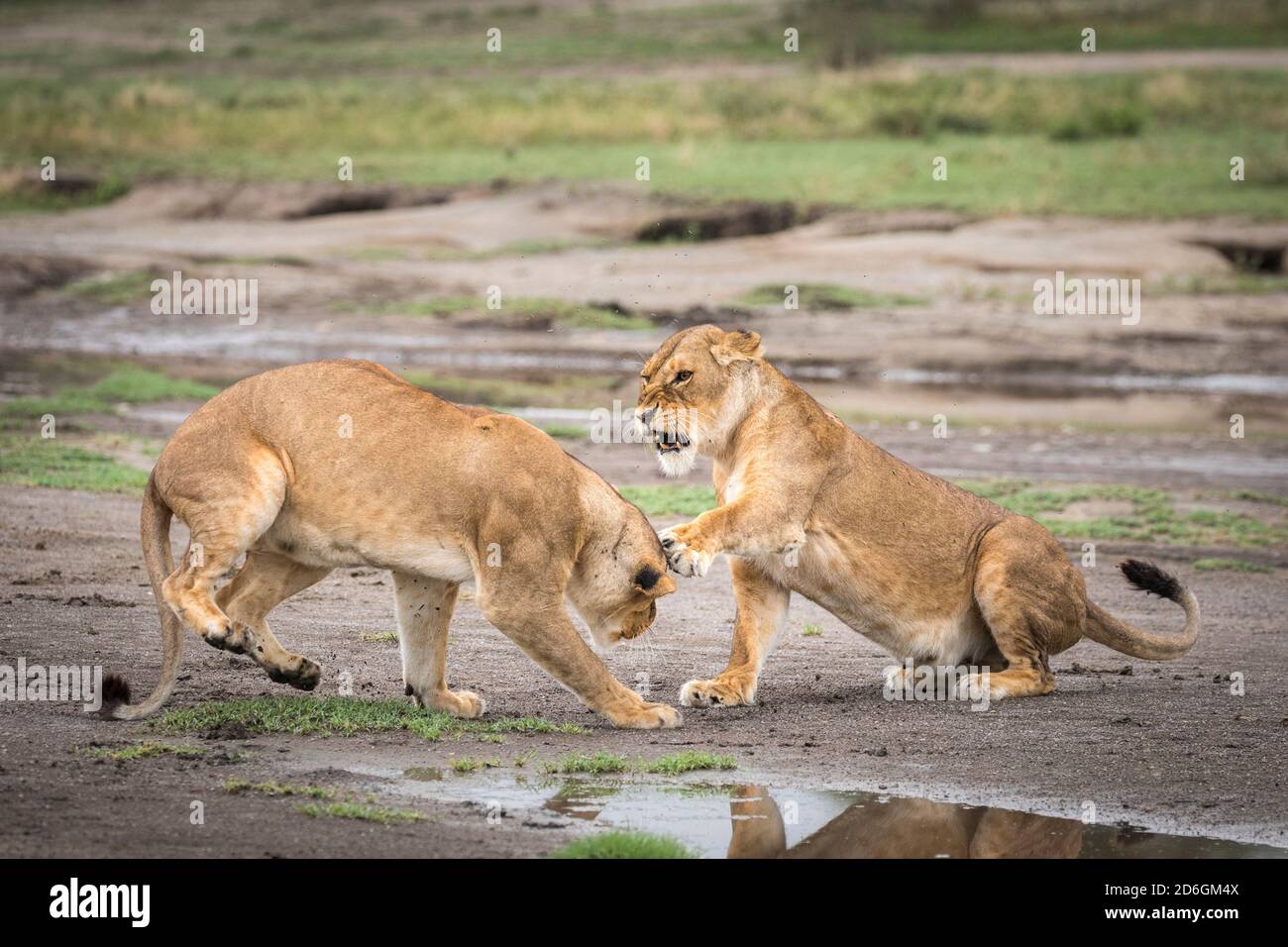 Due leonesse adulte che mostrano aggressione l'una all'altra nel fango Pianure di Ndutu in Tanzania Foto Stock