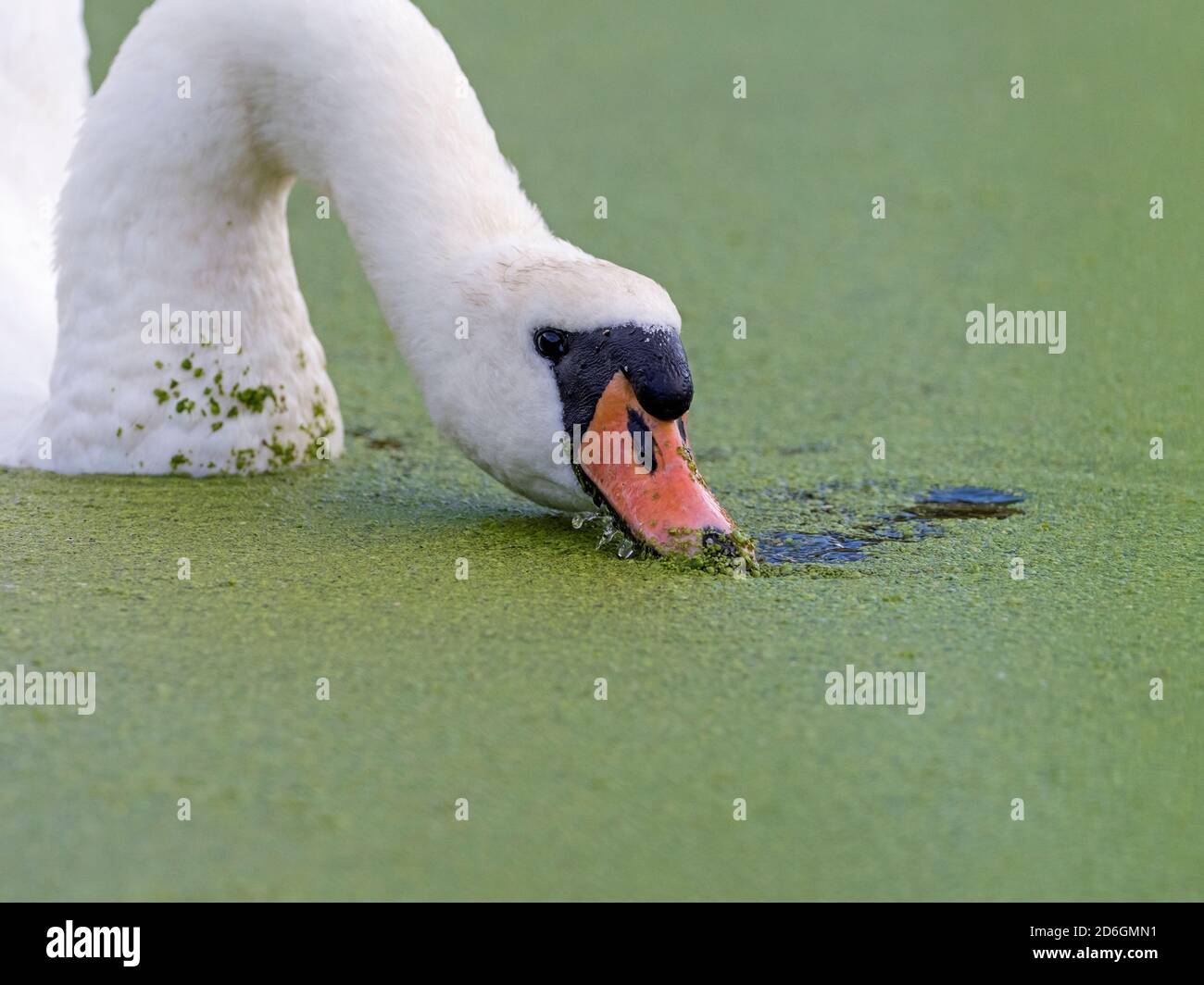 Vista ad angolo basso del maschio Mute Swan (Cygnus olor) che si nutra su erbacce d'anatra, Cambridgeshire, Inghilterra Foto Stock
