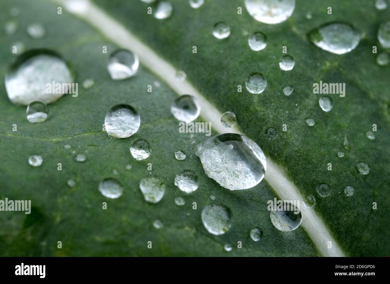 gocce di rugiada su foglia verde, macro. Sfondo astratto Foto Stock
