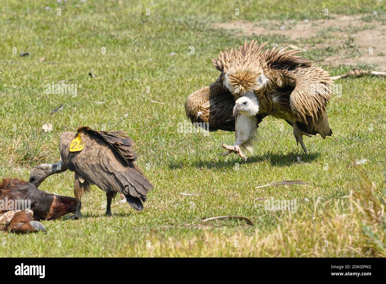 Gyps himalayan Griffon Vulture, Gyps himalayensis in corsa per unirsi a White-backed Vulture, gyps bengalensis al Parco Nazionale di Cena Chitwan, Nepal Foto Stock