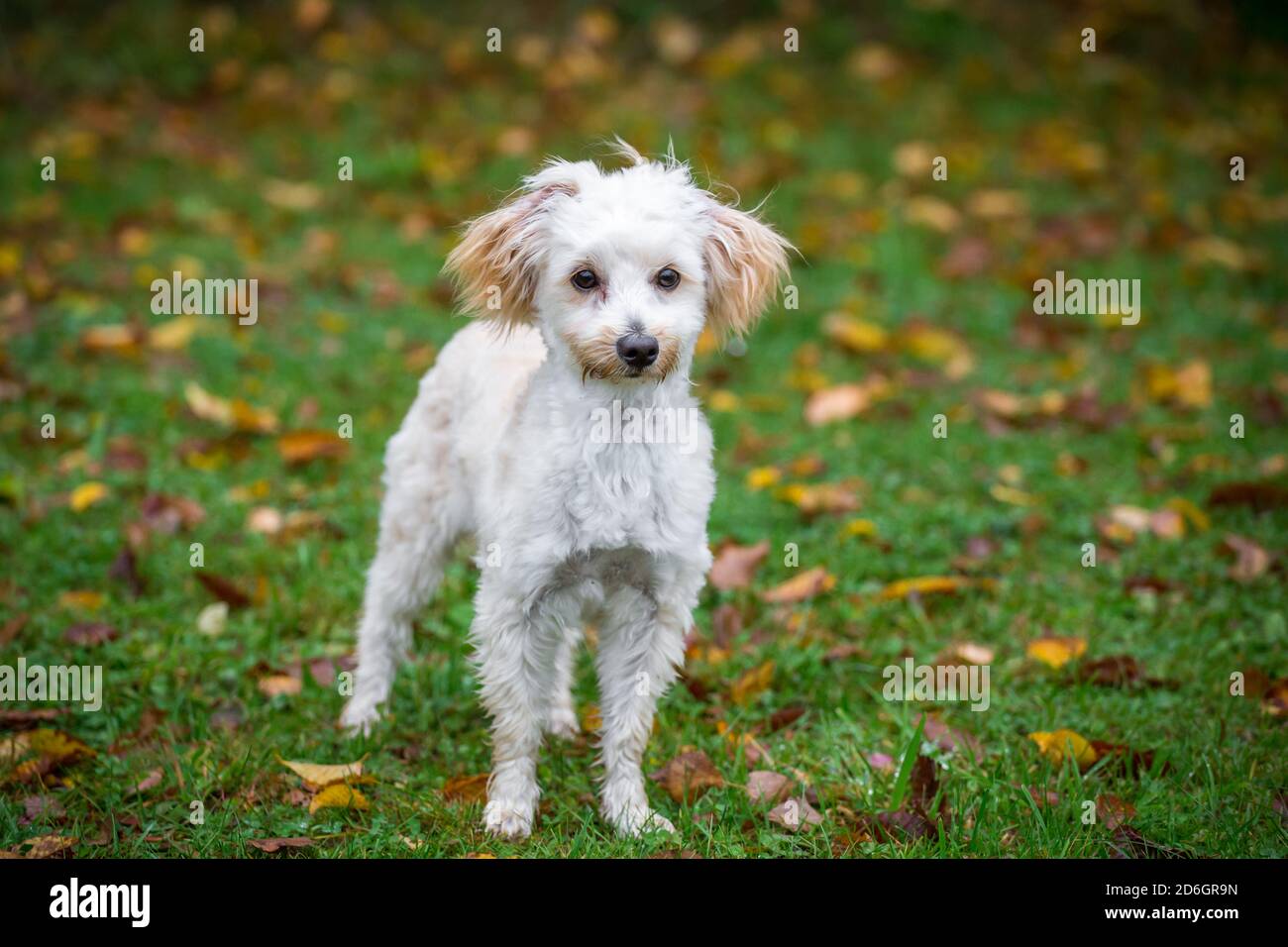 Maltipoo cucciolo, una razza di cane designer Poodle x cane maltese, in piedi Foto Stock