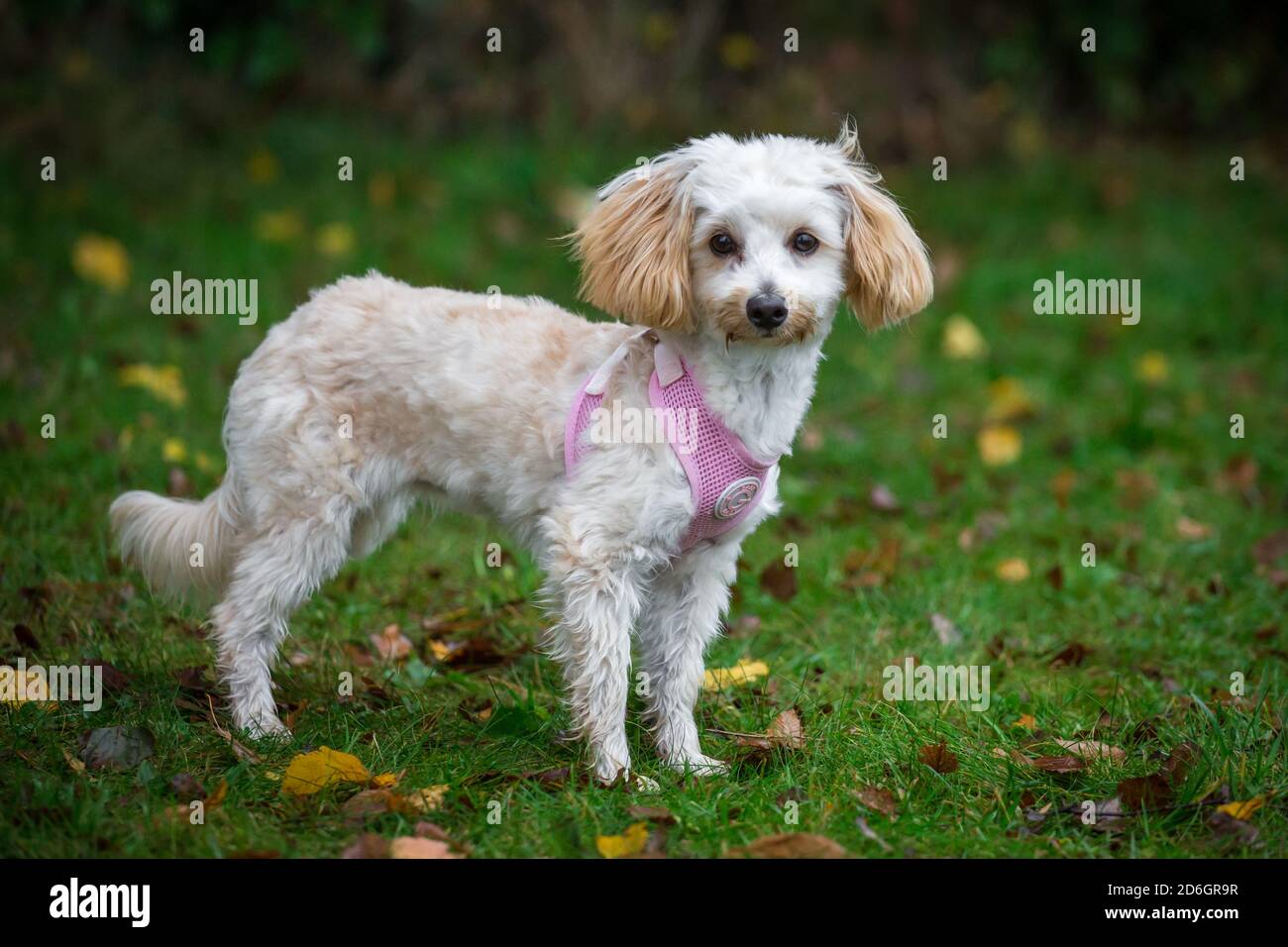 Maltipoo cucciolo, una razza di cane designer di Poodle x cane maltese, che indossa un imbragatura di cane rosa Foto Stock