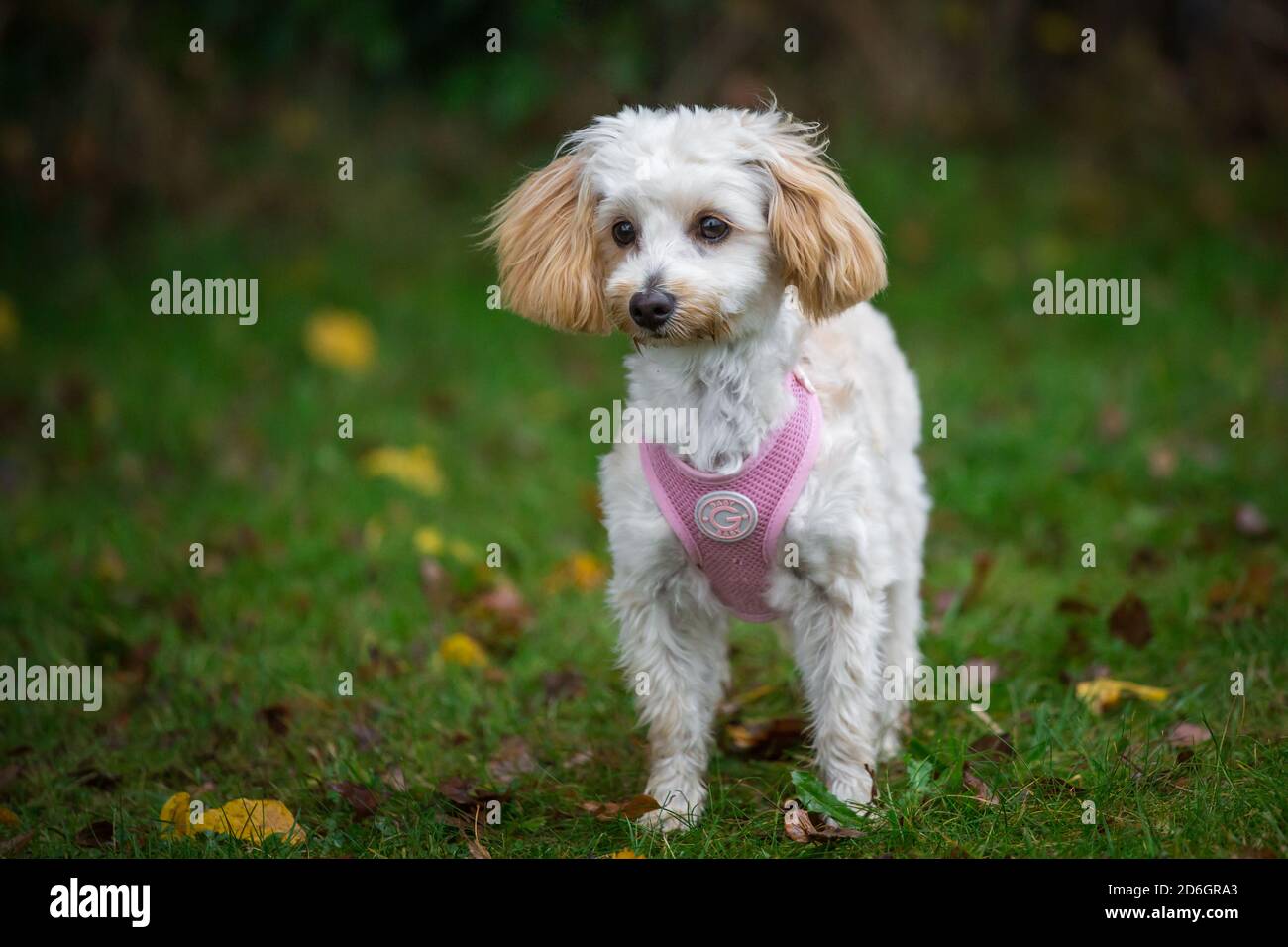 Maltipoo cucciolo, una razza di cane designer di Poodle x cane maltese, che indossa un imbragatura di cane rosa Foto Stock