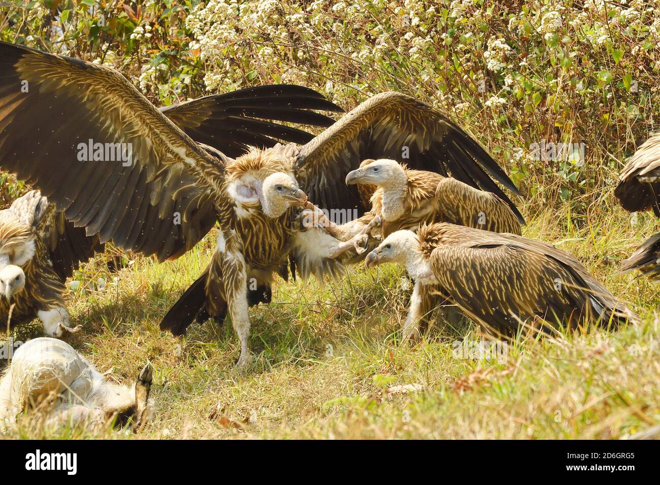 Himalayan Griffon Vulture, Gyps himalayensis combattere sopra la carcassa di capra. A sud delle montagne di Annapurna, Nepal Foto Stock