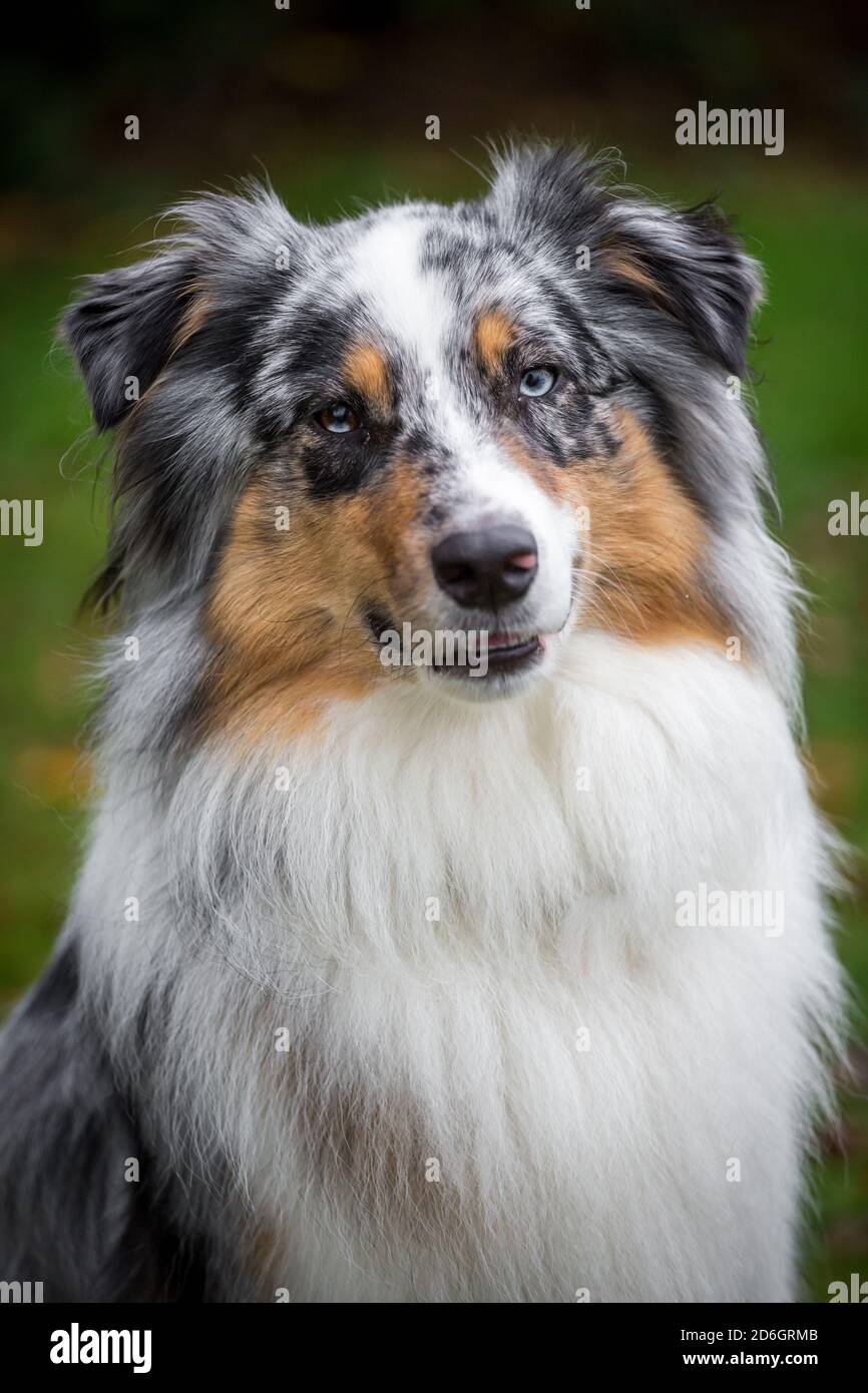 Merle Australian Shepherd Dog, ritratto di testa Foto Stock