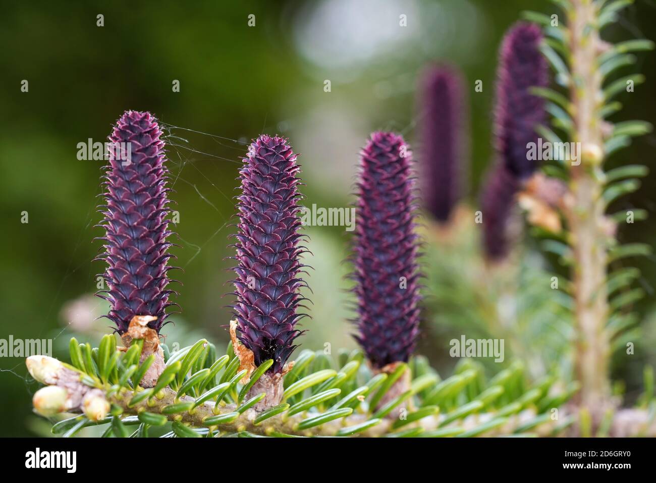Giovane rosso porpora abis specie coni che crescono su ramo con abete, dettaglio closeup Foto Stock
