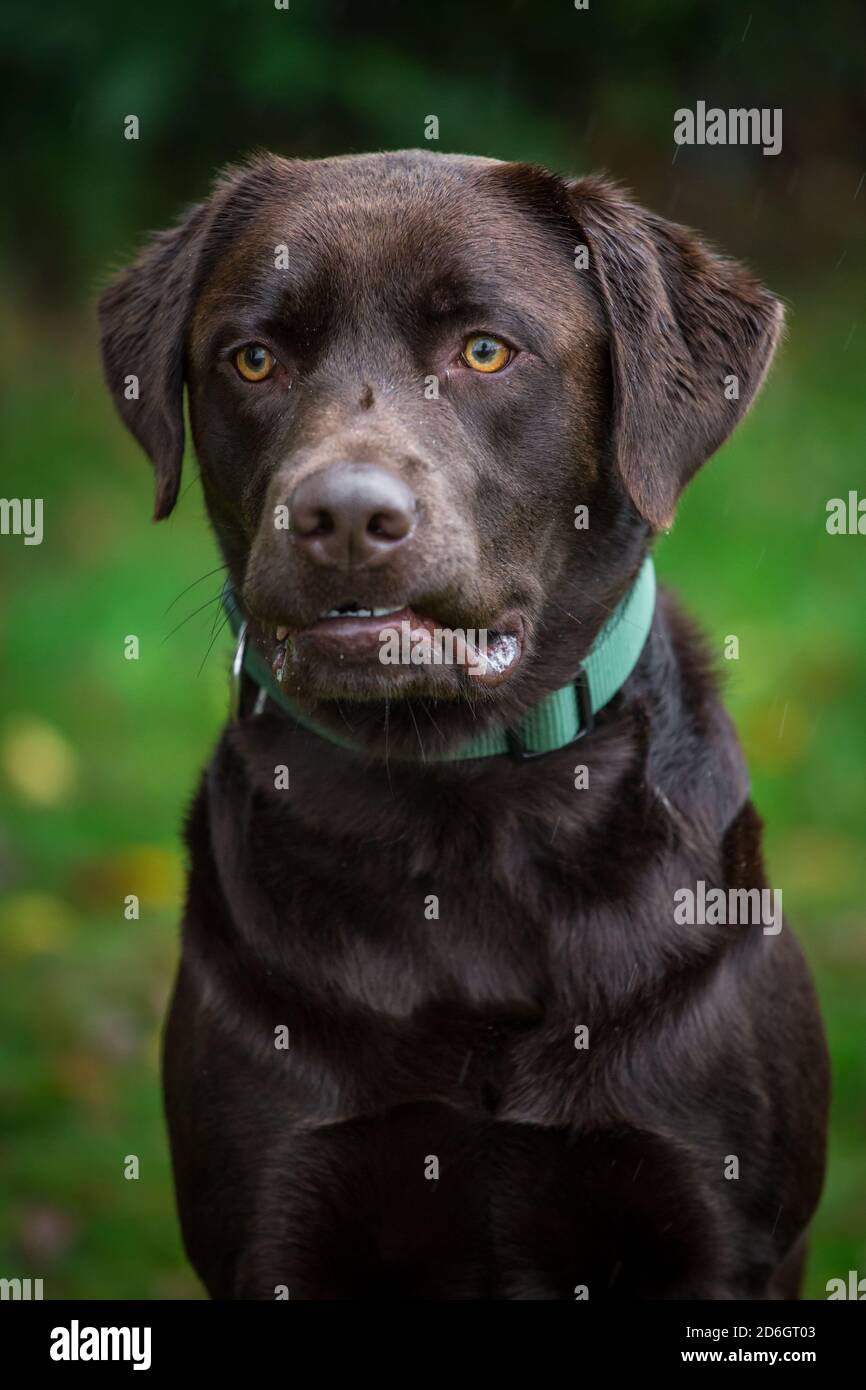Cioccolato Labrador Retriever, ritratto di testa Foto Stock