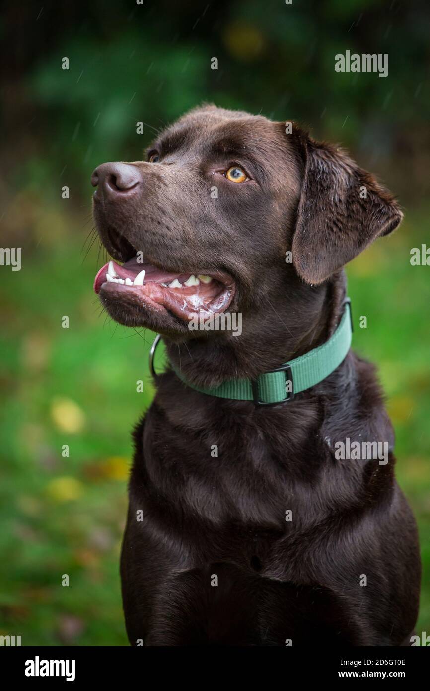 Cioccolato Labrador Retriever, ritratto di testa Foto Stock