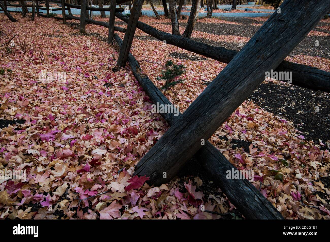 Dettaglio della foresta in una mattinata di ottobre in autunno. Le foglie cadute creano un mosaico di colori, motivi e texture in autunno. Foto Stock