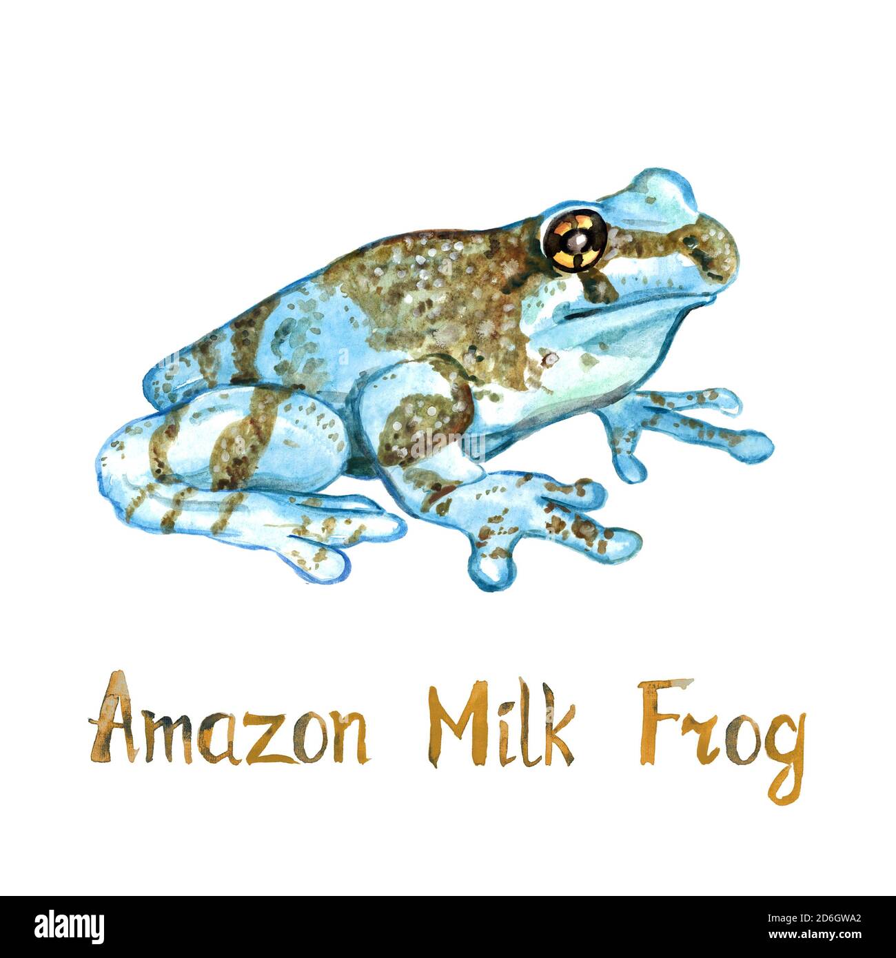 La rana di alberi dagli occhi dorati della missione, la rana di latte amazzonica (Trachycephalus resinifictrix) isolata su illustrazione dipinta a mano bianca dell'acquerello Foto Stock