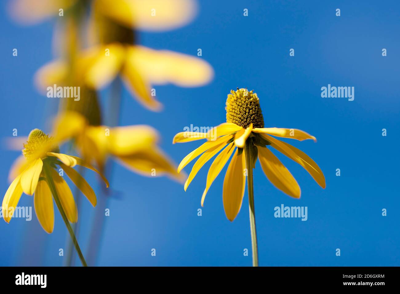 Foglie di taglio coneflower (Rudbeckia laciniata) fiori gialli su cielo blu luminoso. Foto Stock