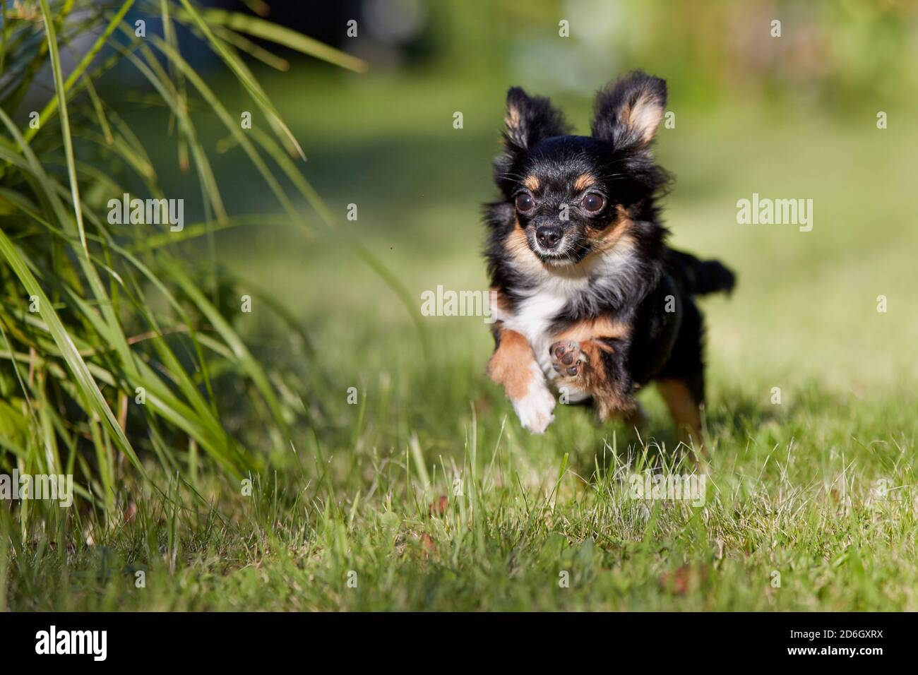 Nero capriolo lungo-capelli Chihuahua cane che corre su erba verde in un giardino. Foto Stock