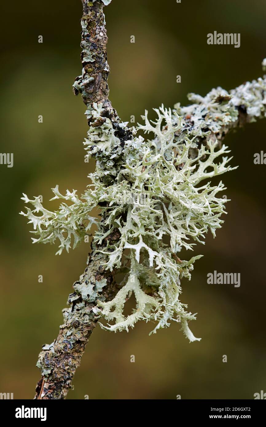 Primo piano di oakmoss (una specie di lichene, Evernia prunastri) che cresce su un ramo di albero morto. Foto Stock