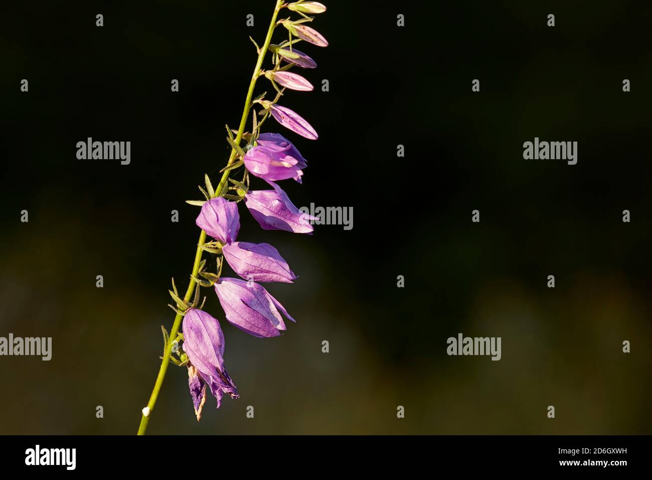 Primo piano di un picco di fiori di Bellflower strisciante selvaggio in crescita, o Rampion Bellflower (Campanula rapuncoloides), una pianta erbacea perenne. Foto Stock