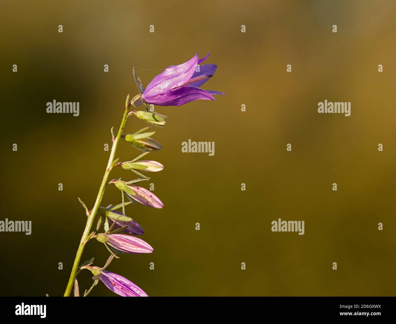 Primo piano di un picco di fiori di Bellflower strisciante selvaggio in crescita, o Rampion Bellflower (Campanula rapuncoloides), una pianta erbacea perenne. Foto Stock