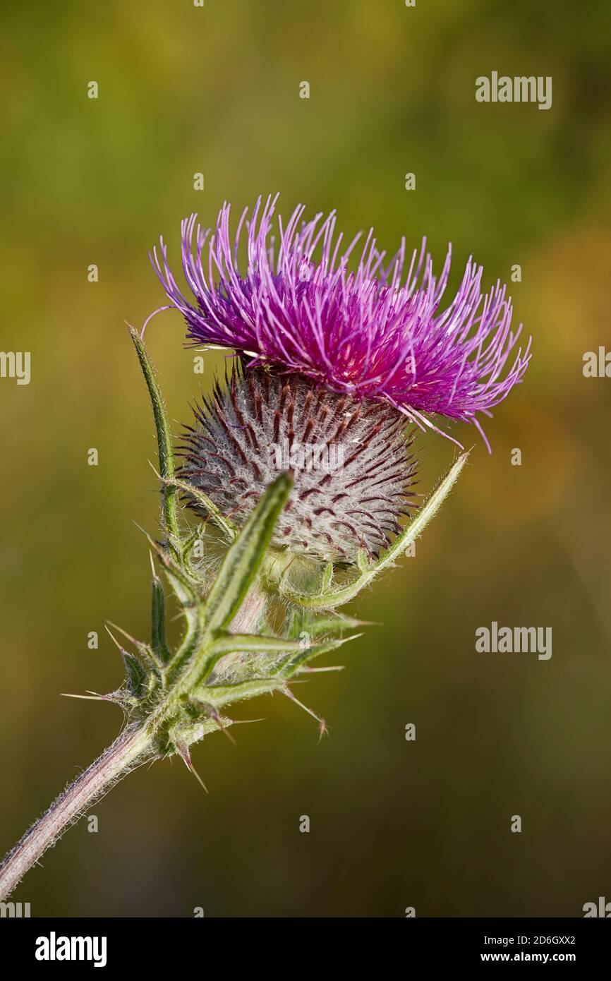 Testa di fiore di un tistolo di cotone (Onoportidum acanthium), detto anche thistle scozzese (o scozzese). Foto Stock