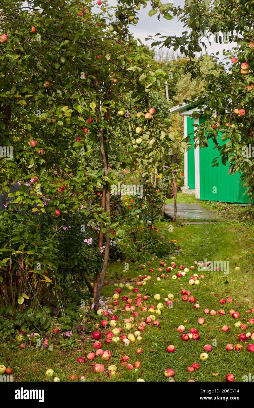 Giardino di assegnazione con alberi di mela in crescita e mele mature cadute adagiato sul terreno. Kaluga Oblast, Russia. Foto Stock
