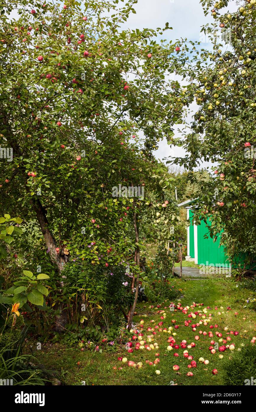 Giardino di assegnazione con alberi di mela in crescita e mele mature cadute adagiato sul terreno. Kaluga Oblast, Russia. Foto Stock
