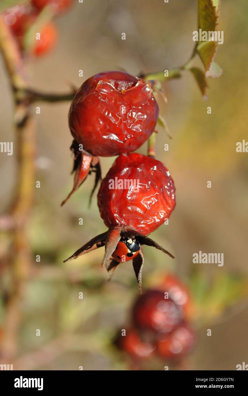 Ladybird seduto su rosso maturo rosa anca bacche primo piano dettaglio, blu luminoso cielo soleggiato sfondo Foto Stock