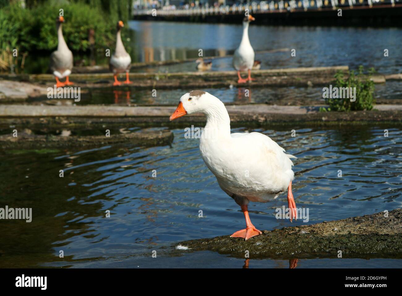 L'oca bianca in piedi su una gamba dal chanel a Utrecht. Un po' stupido. Foto Stock