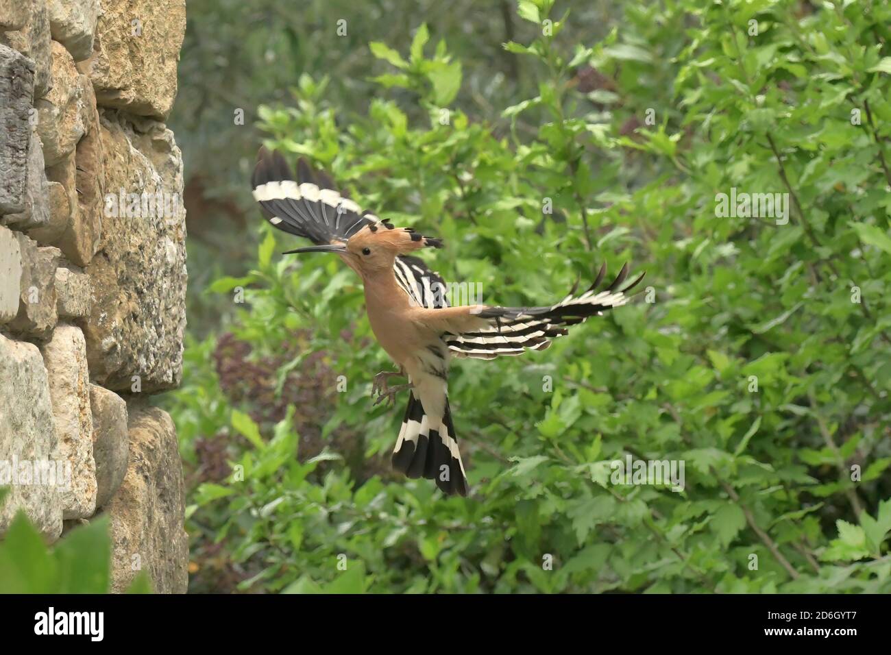 Hoopoe, Upupa epps. Vicino al foro di annidamento in muro di pietra. Vicino a le Poujol sur Orb, Herault, Francia Foto Stock