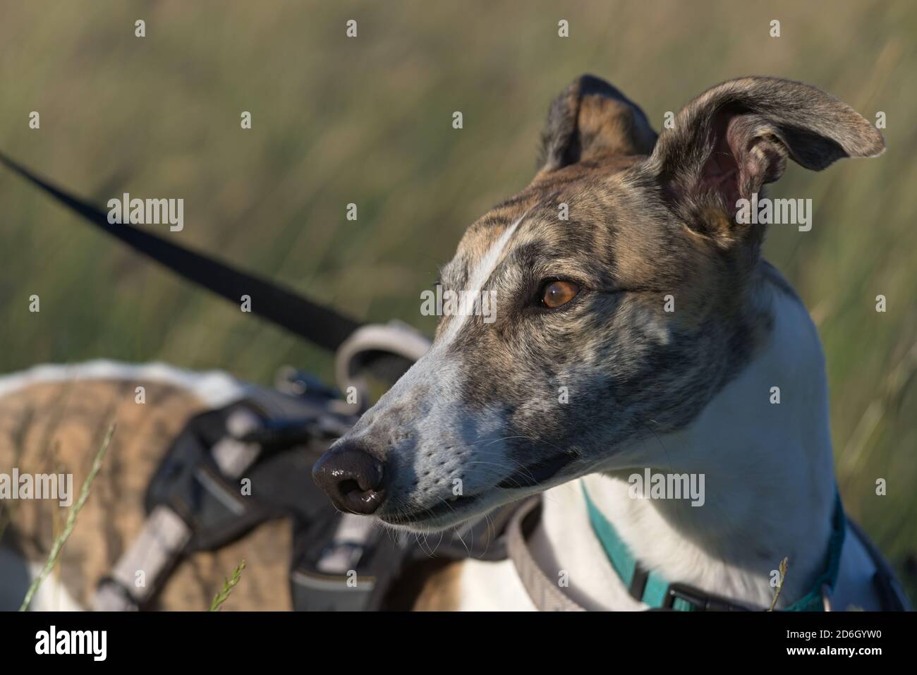 Una leggera luce dorata colpisce il volto di questo brindle e bianco cane levriero mentre guarda via nello spazio di copia. Imbracatura e cavo, prendere la luce negli occhi Foto Stock