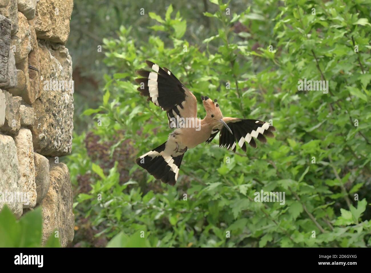 Hoopoe, Upupa epps. Lasciando il buco di nidificazione in muro di pietra. Vicino a le Poujol sur Orb, Herault, Francia Foto Stock