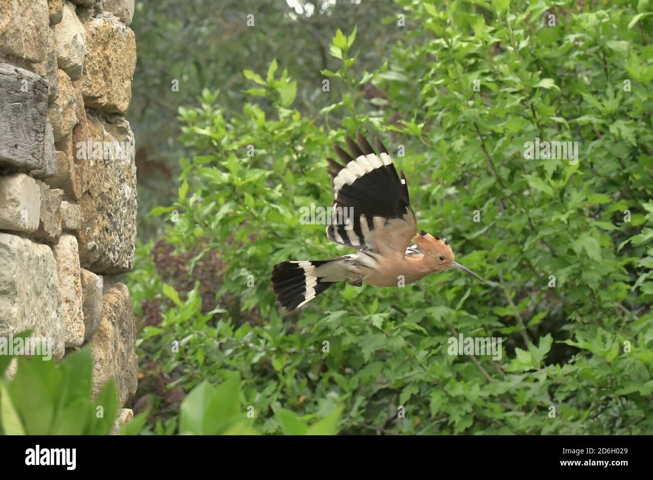 Hoopoe, Upupa epps. Lasciando il buco di nidificazione in muro di pietra. Vicino a le Poujol sur Orb, Herault, Francia Foto Stock
