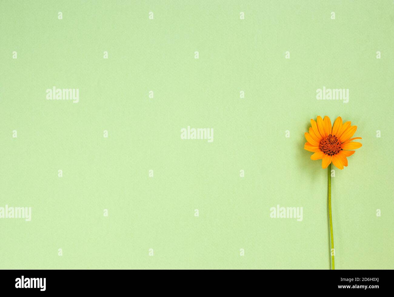 Girasole Heliopsis fiore su sfondo verde. Spazio di copia, disposizione piatta, posizione per il testo. Fiori stagionali primaverili. Raccolta delle carte, congratulazioni, hol Foto Stock