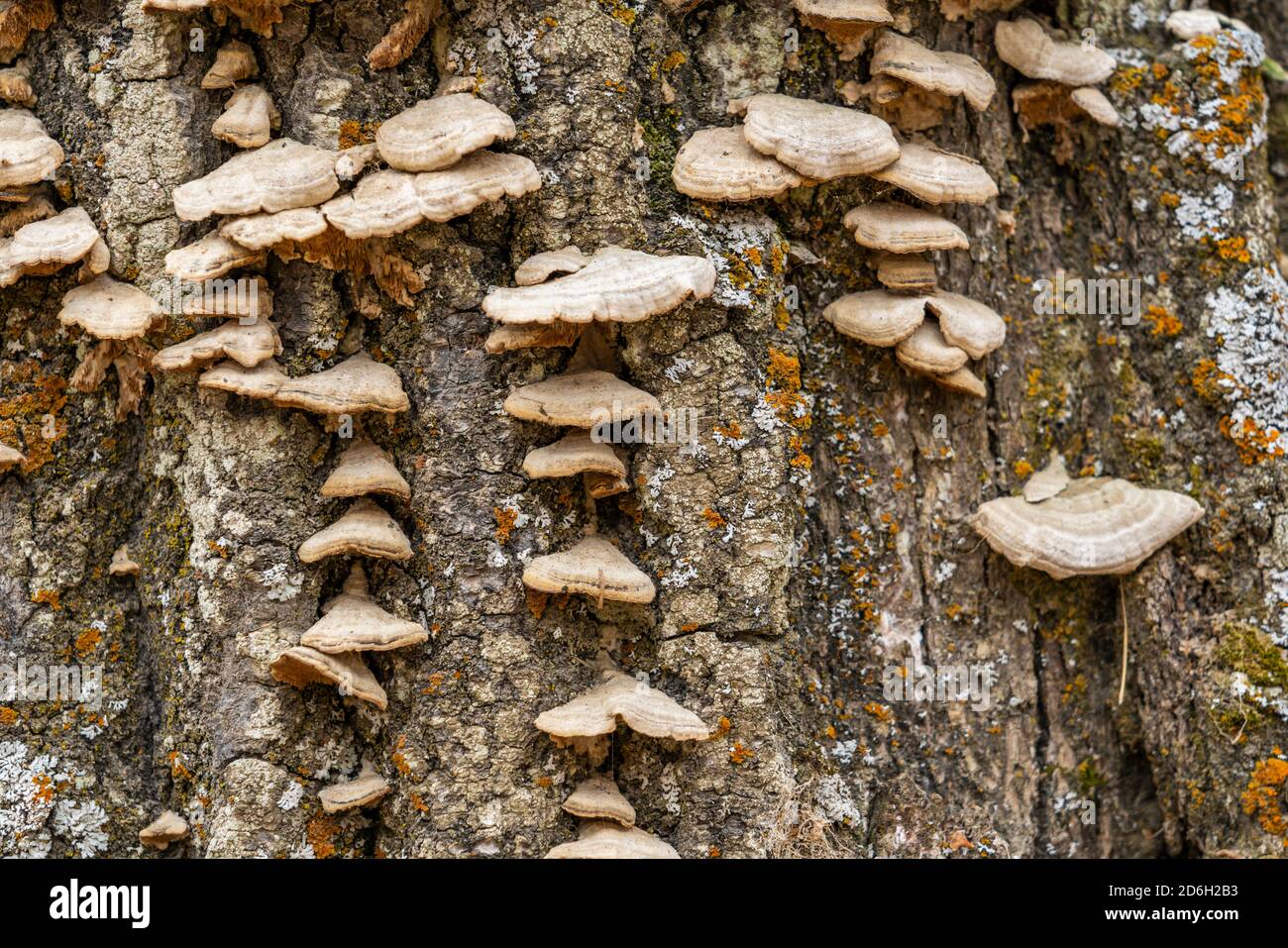 Staffa funghi su un vecchio ceppo a Buffalo Point, Manitoba, Canada. Foto Stock